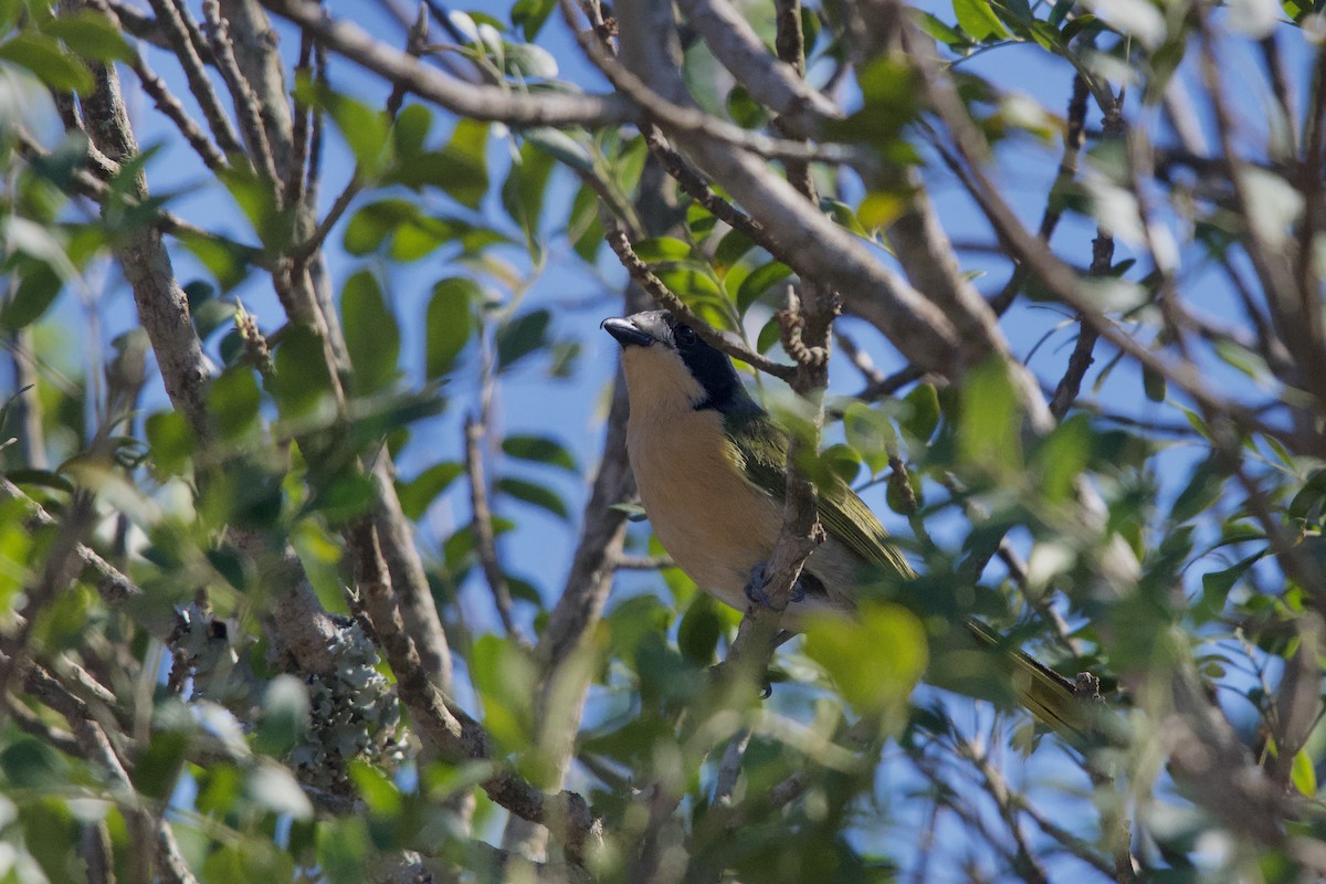 Olive Bushshrike - ML645588404