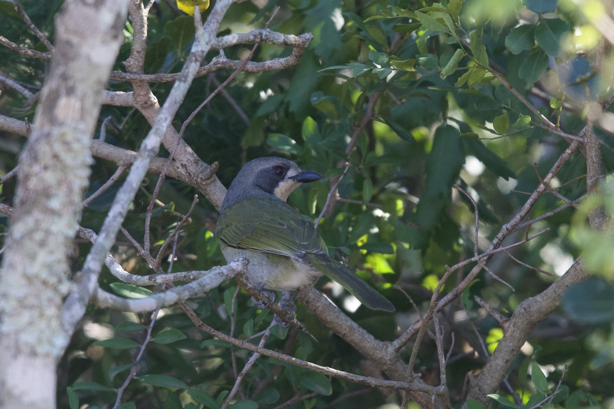 Olive Bushshrike - ML645588405