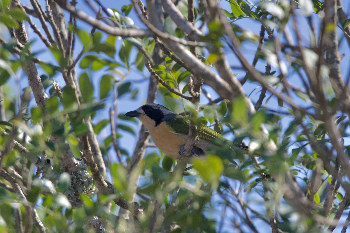 Olive Bushshrike - ML645588406