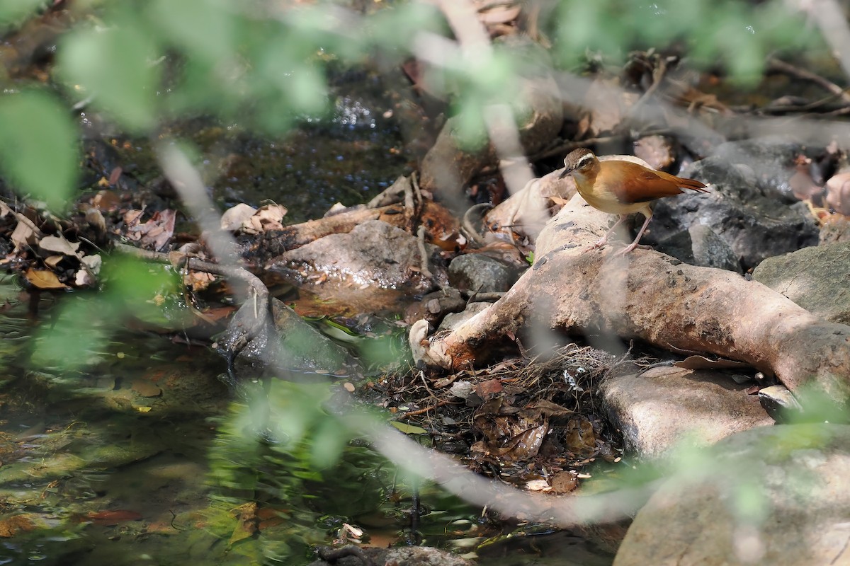 blekfotovnfugl - ML645588407