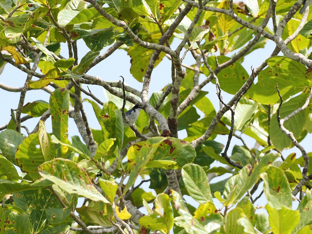 tøyletanagar - ML645588412