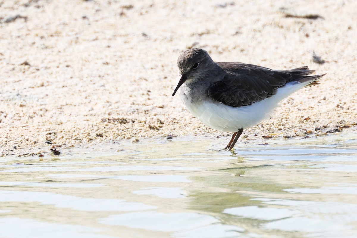 temmincksnipe - ML645588416