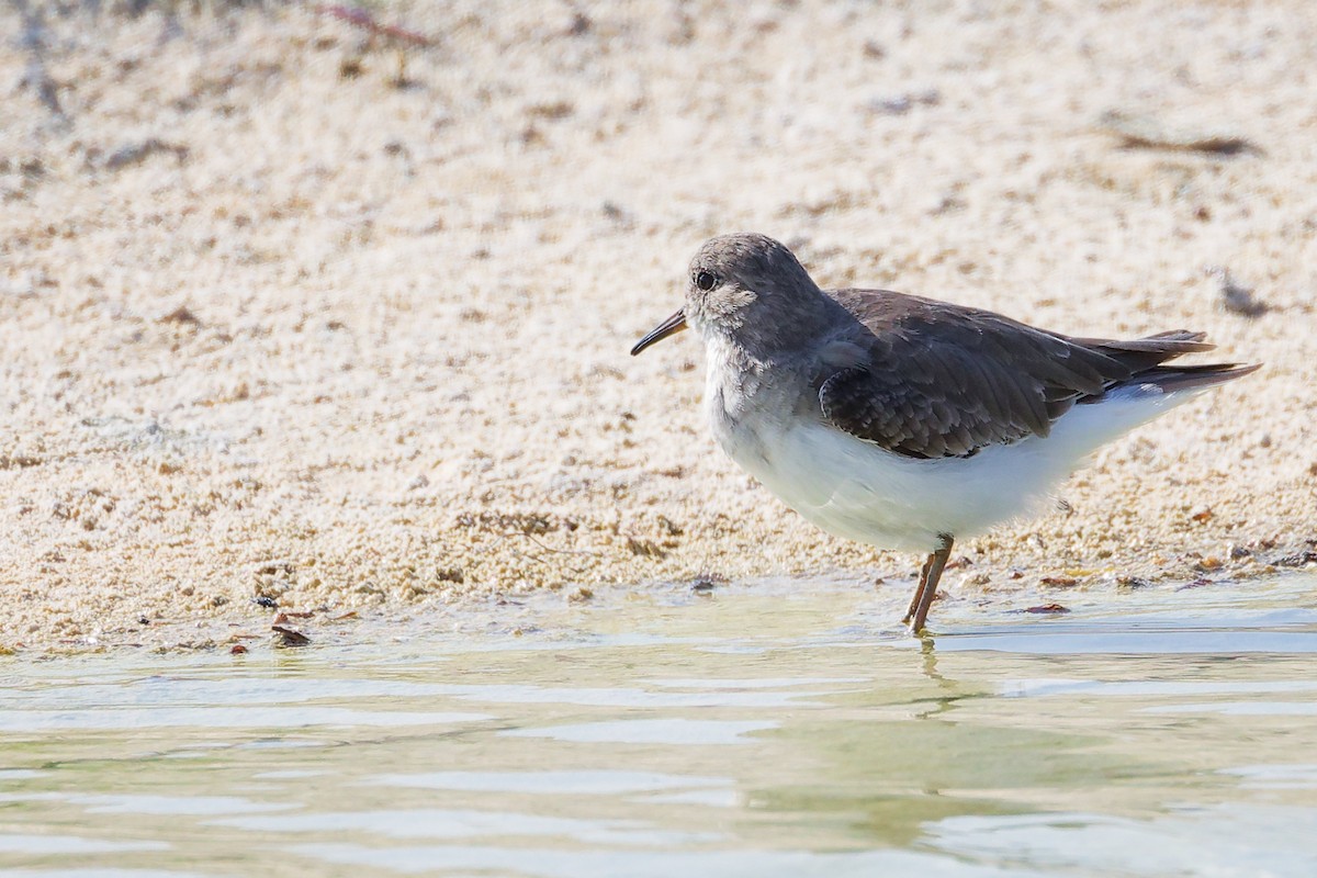 temmincksnipe - ML645588417