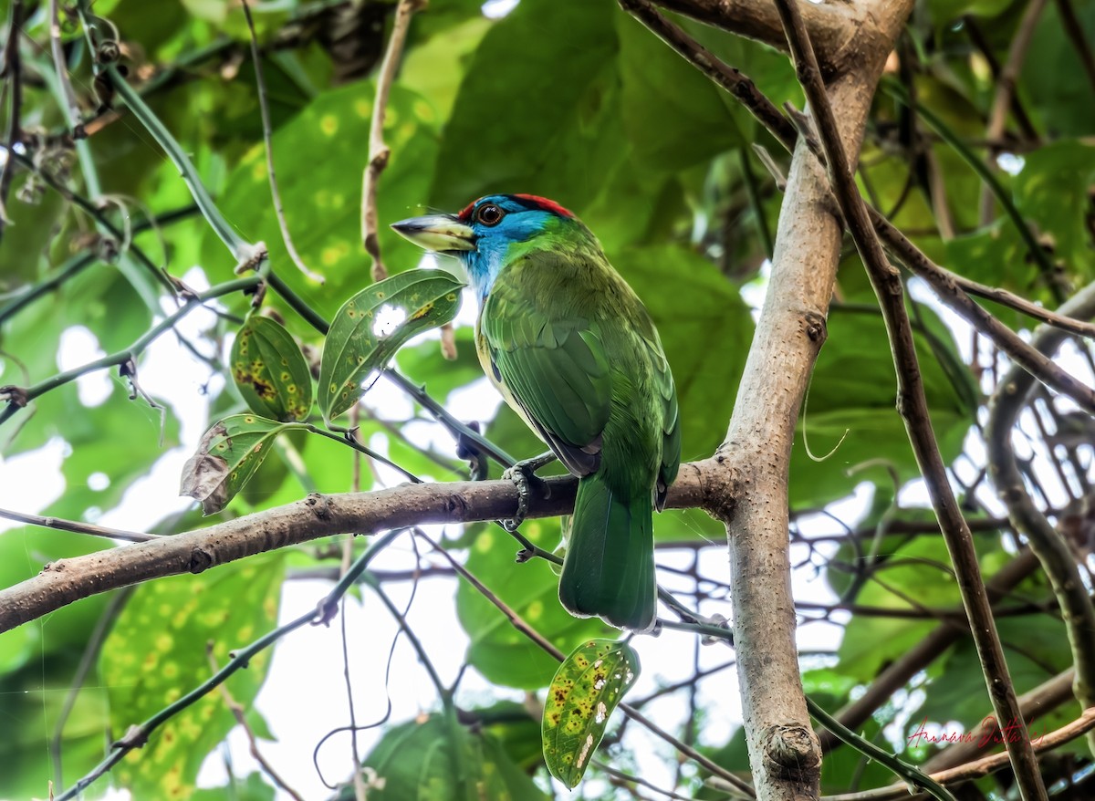 blåstrupeskjeggfugl - ML645588418