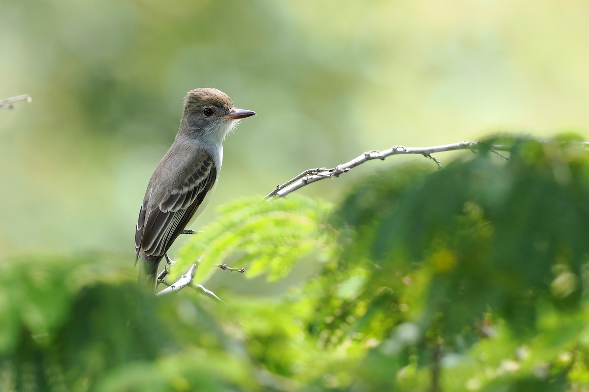 brunstenktyrann - ML645588419