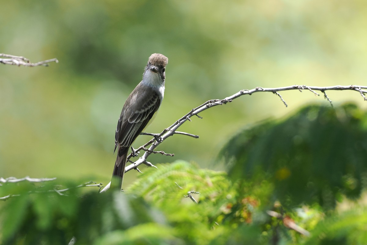 brunstenktyrann - ML645588420