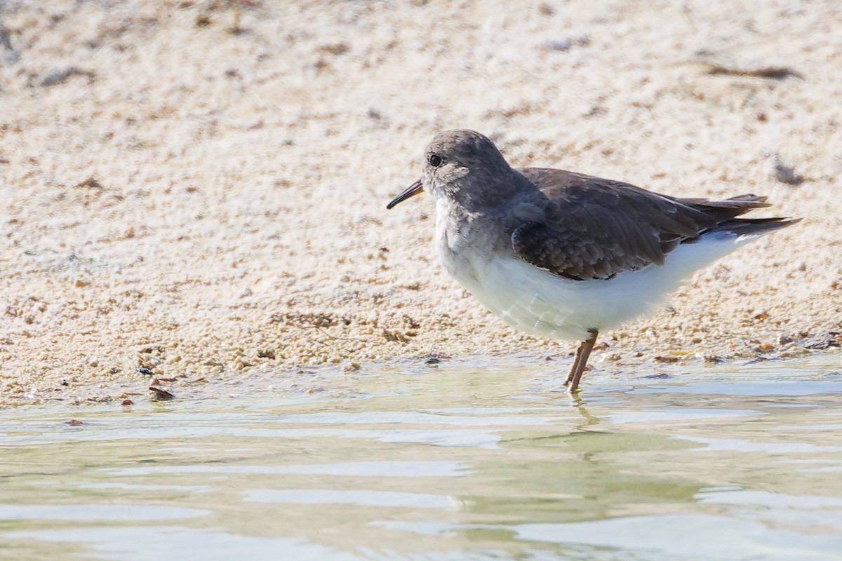 temmincksnipe - ML645588421