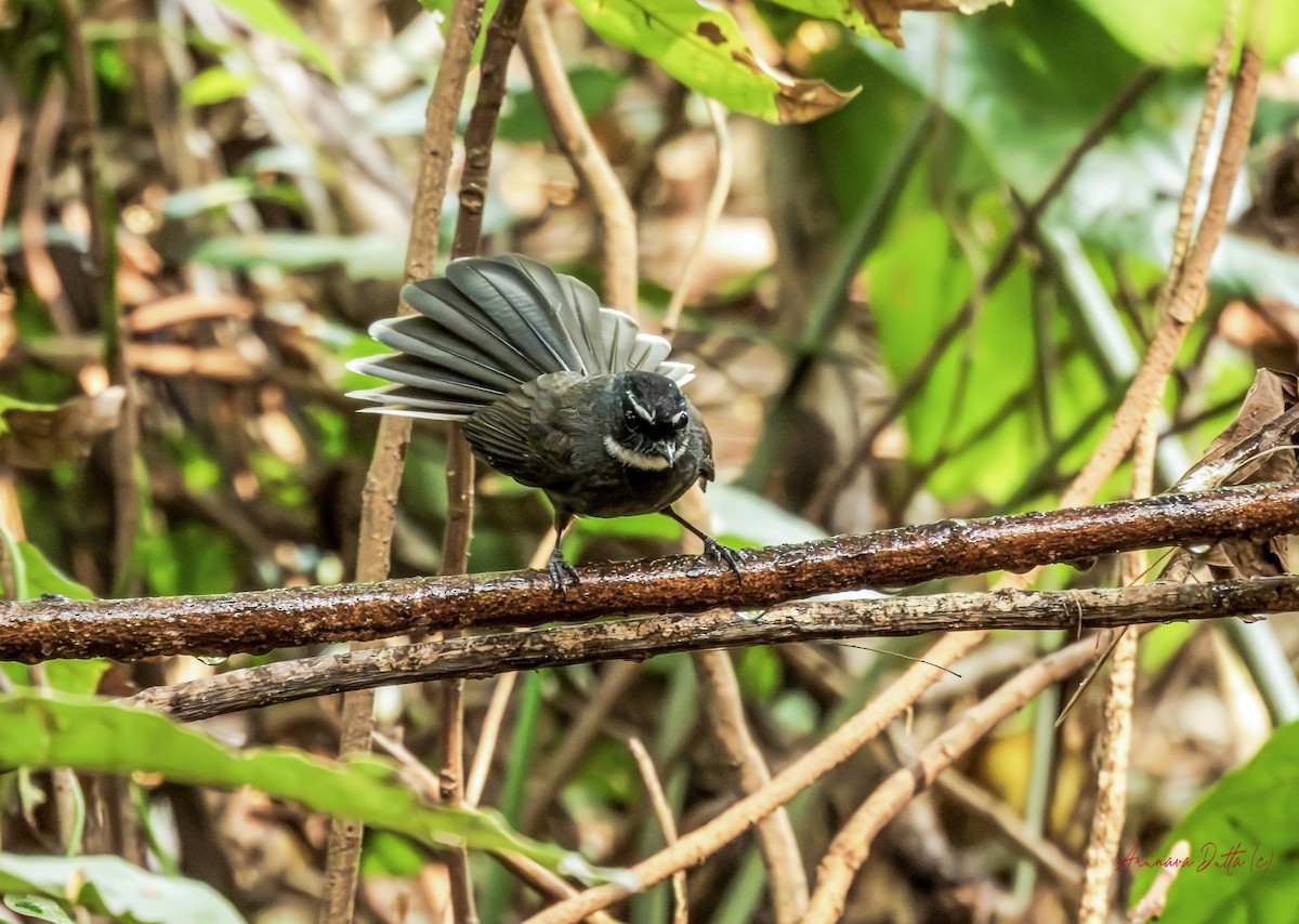 hvitstrupeviftestjert - ML645588422