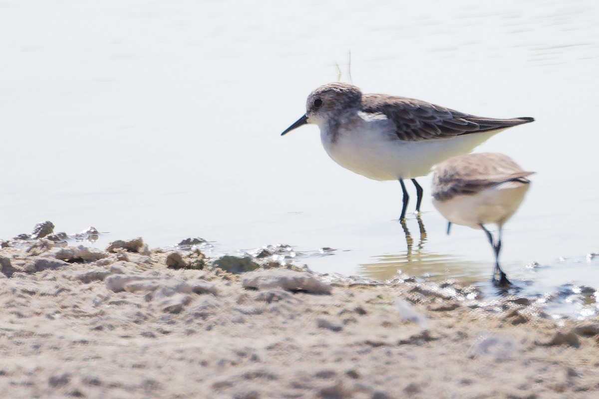 temmincksnipe - ML645588423