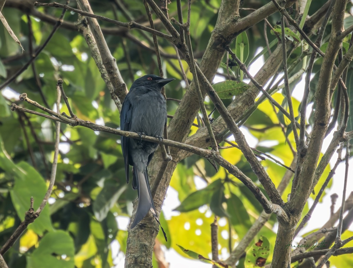 askedrongo - ML645588424