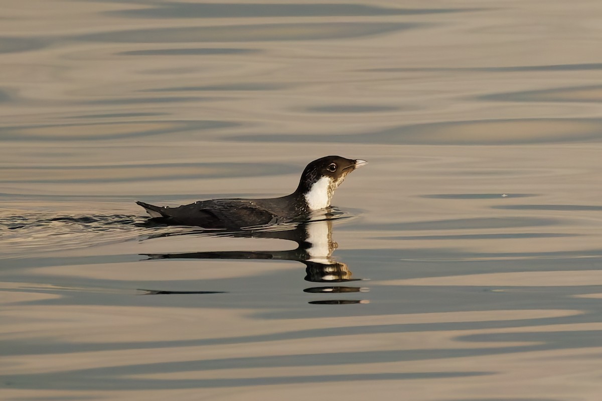 nordstarik - ML645588425