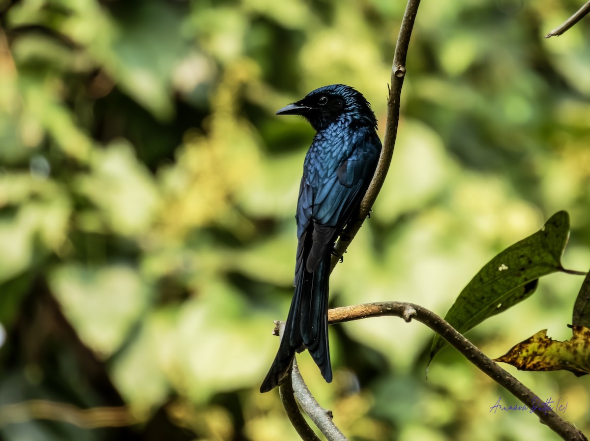 bronsedrongo - ML645588426