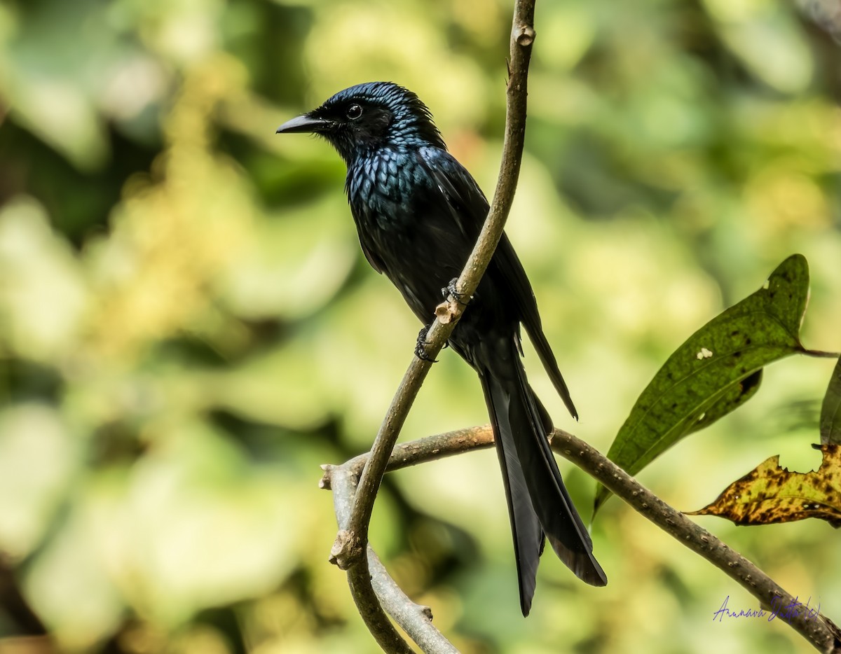 bronsedrongo - ML645588427