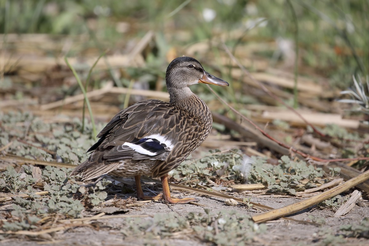 stokkand - ML645588428