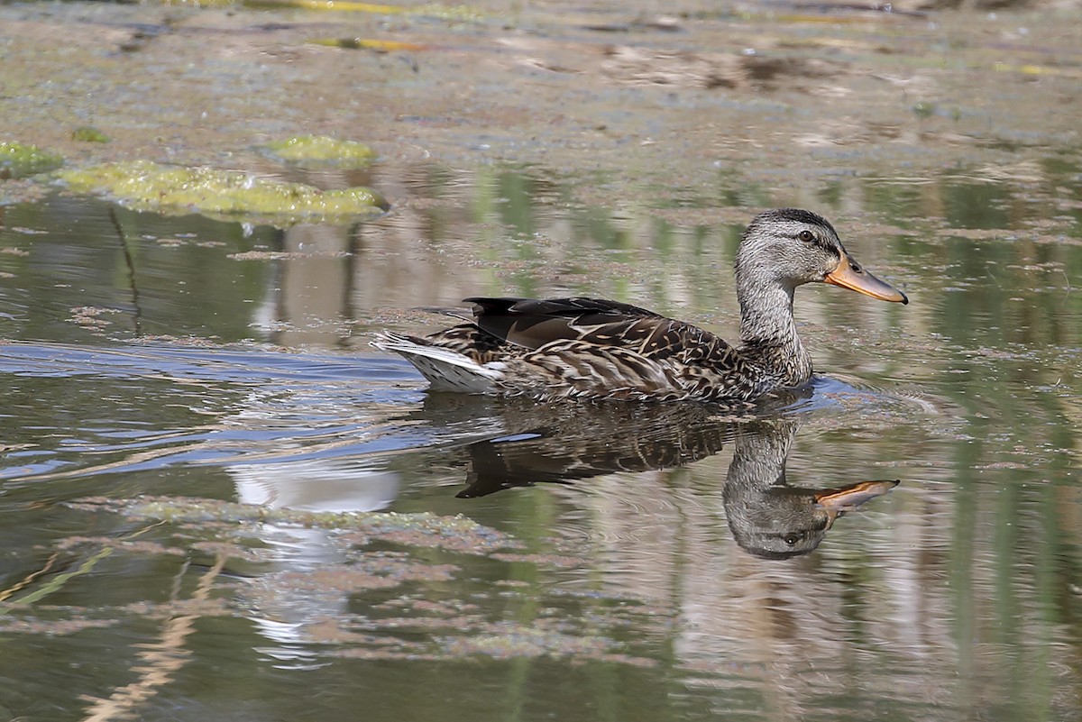 stokkand - ML645588429