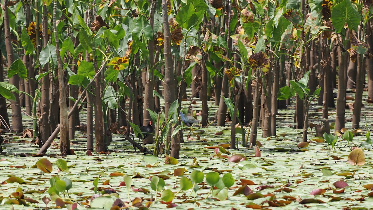 amerikasivhøne - ML645588430