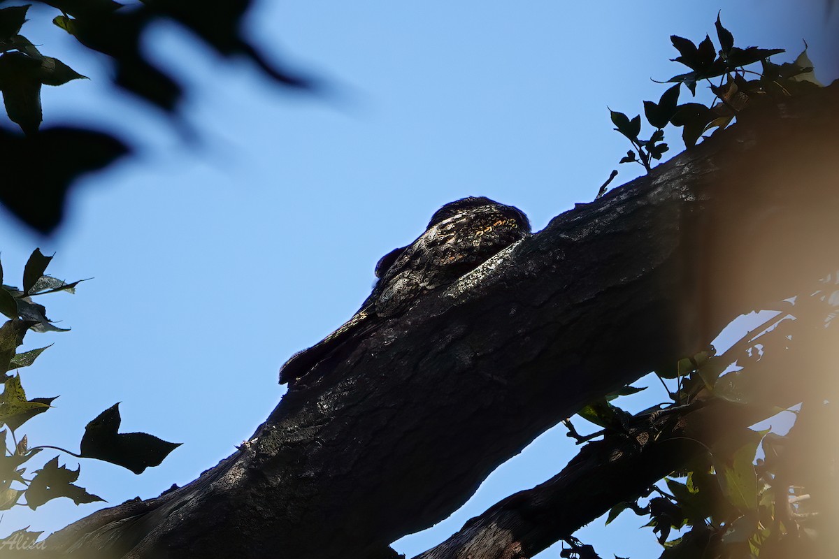 grånattravn - ML645588431