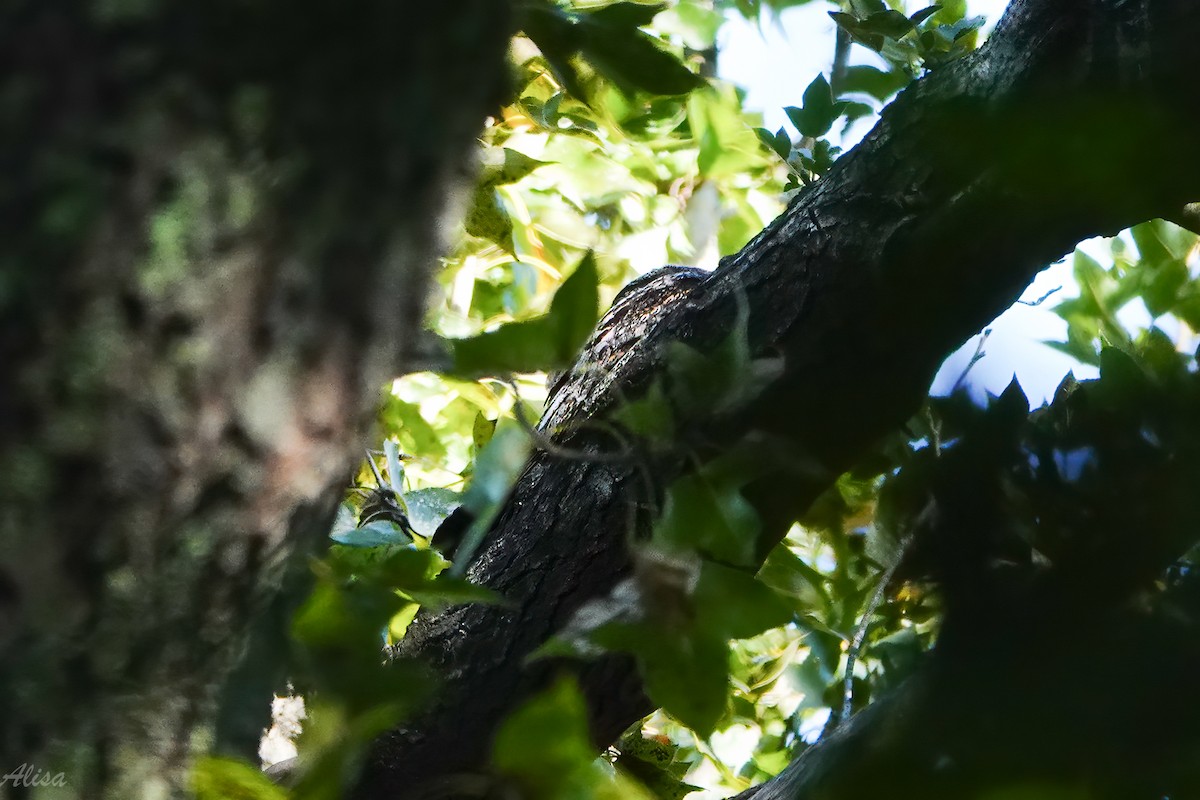 grånattravn - ML645588432