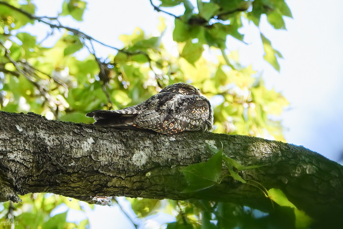 grånattravn - ML645588433