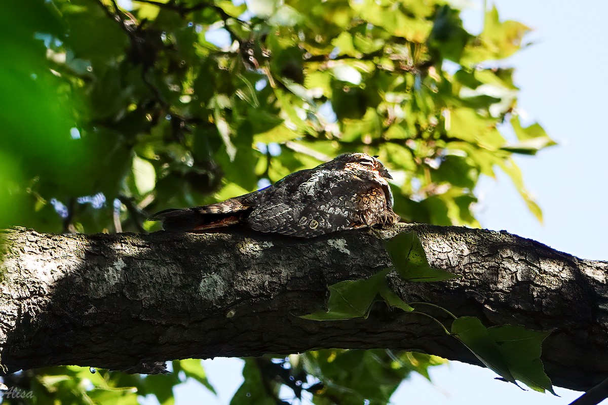 grånattravn - ML645588434