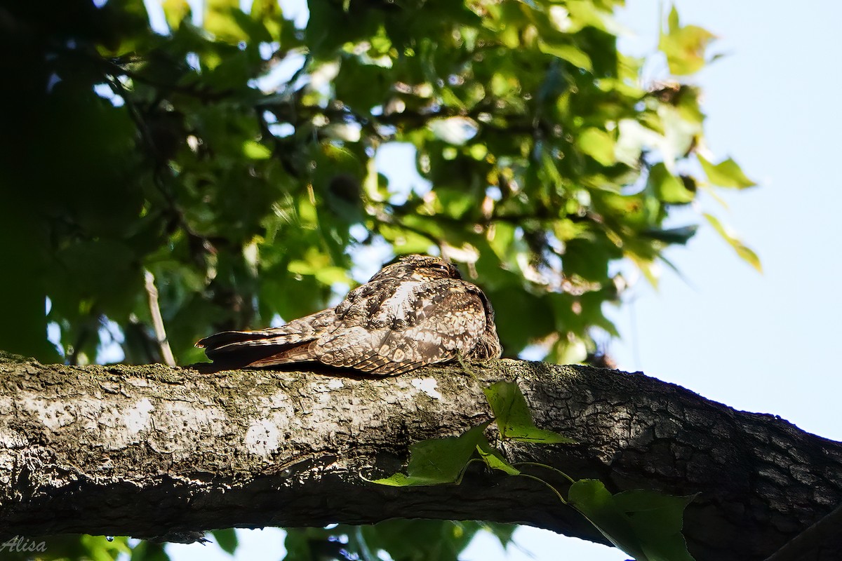 grånattravn - ML645588435