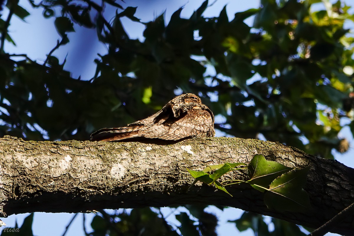 grånattravn - ML645588436