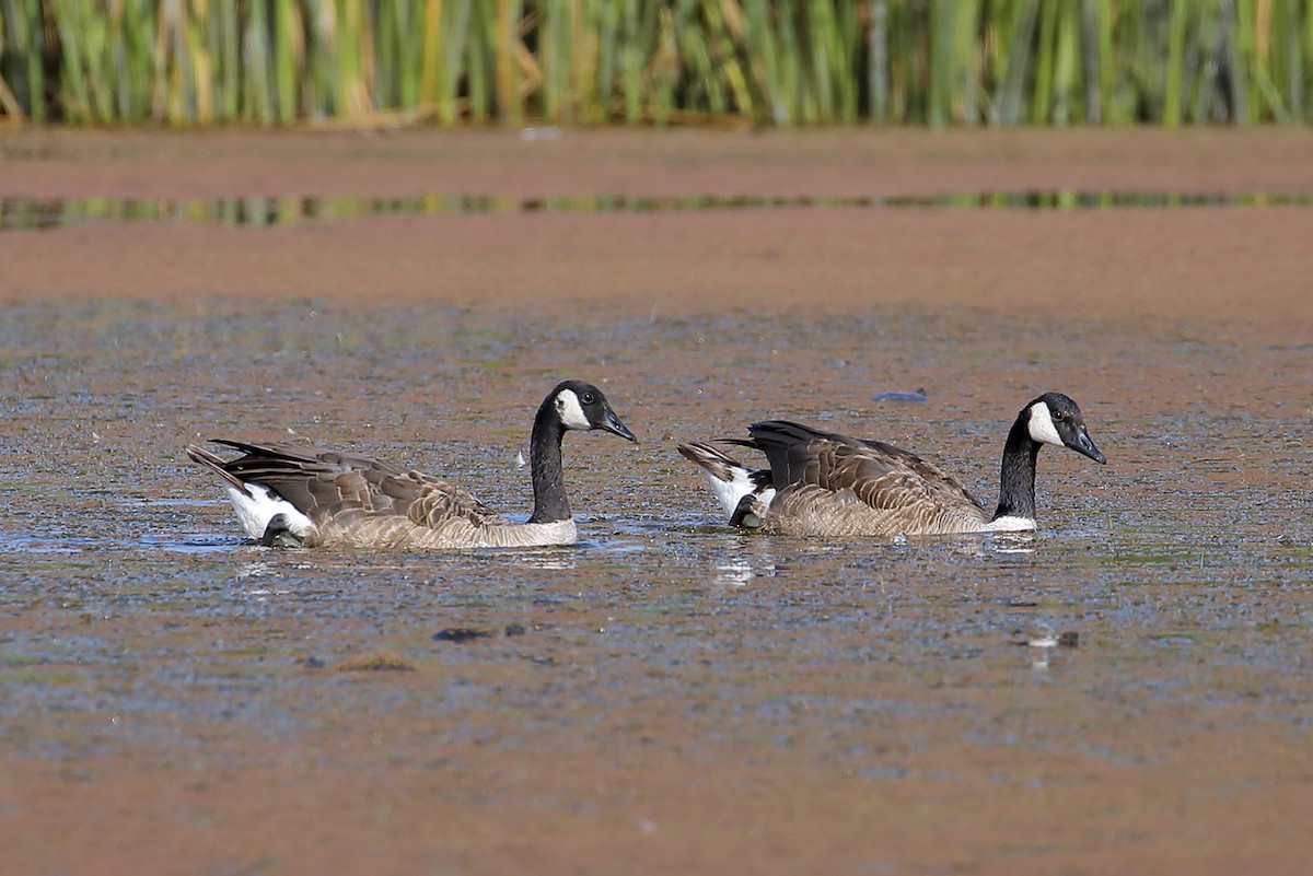 kanadagås - ML645588437