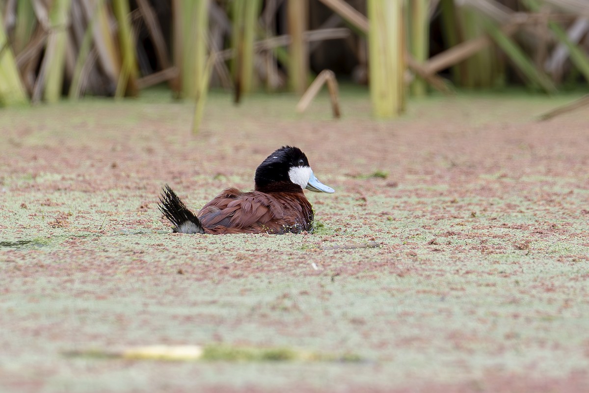 kobberand - ML645588438