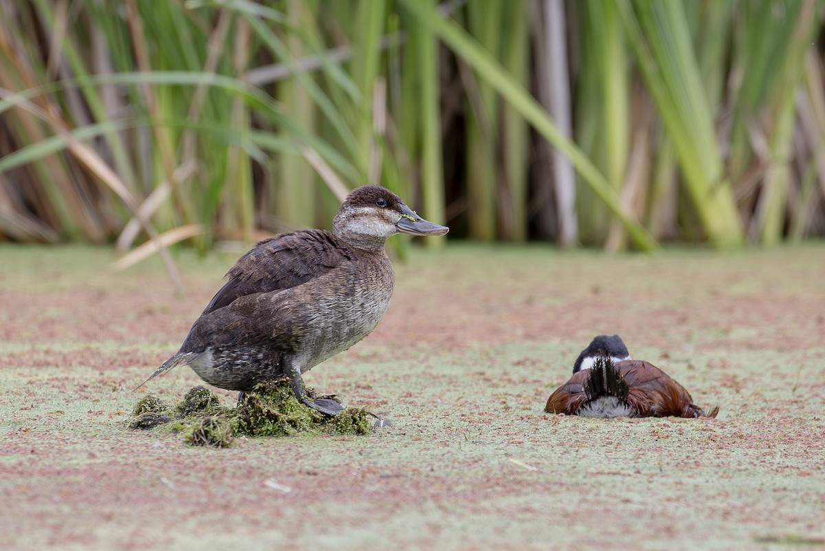 kobberand - ML645588439