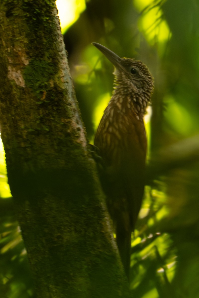 kremstrupetreløper - ML645588440