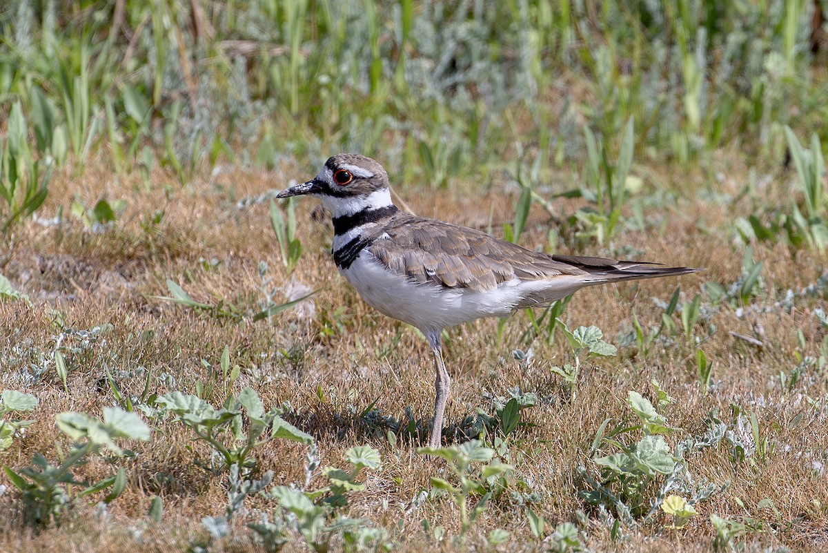 tobeltelo - ML645588441