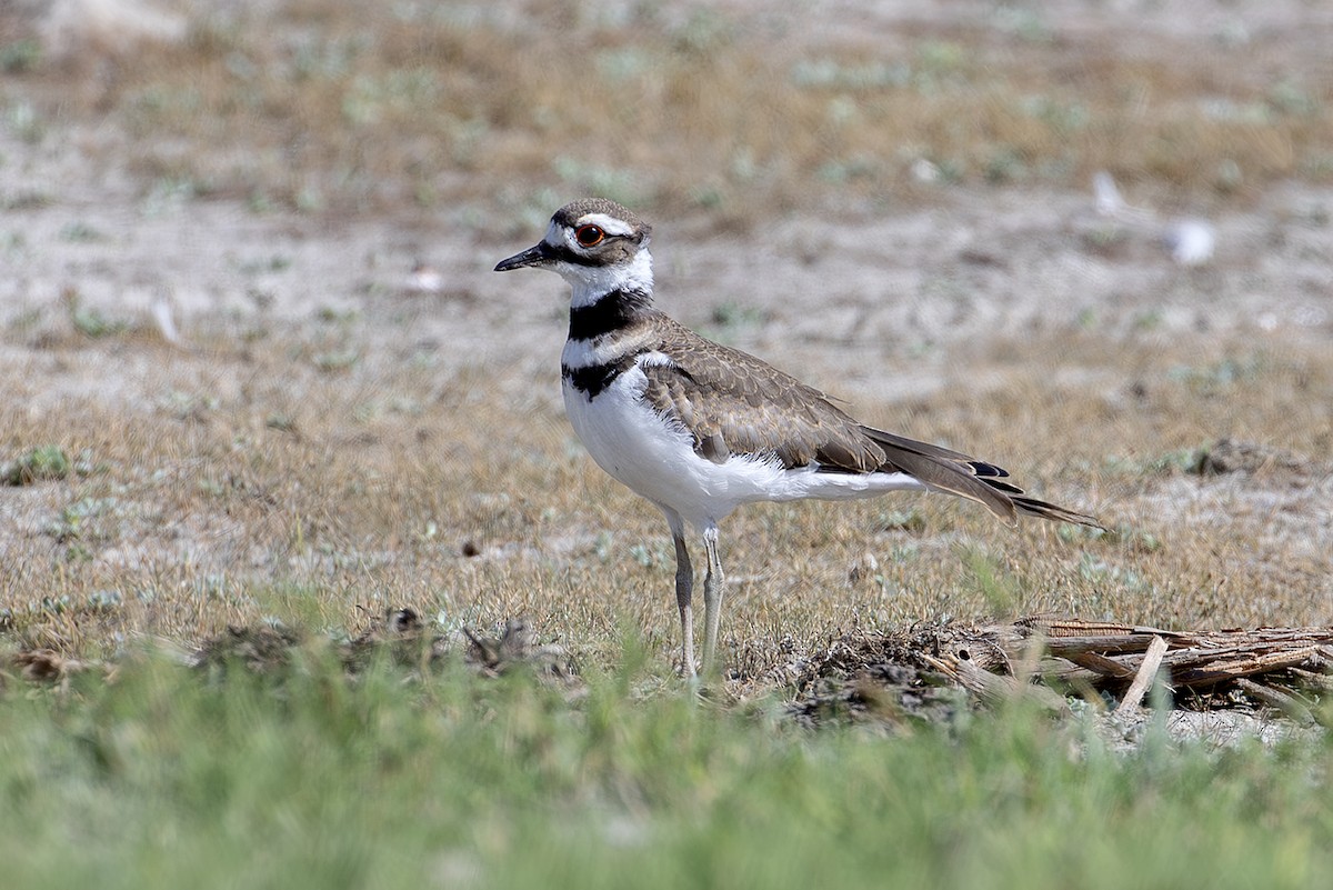 tobeltelo - ML645588442