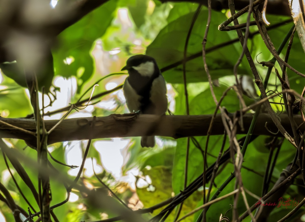 gråkjøttmeis - ML645588443