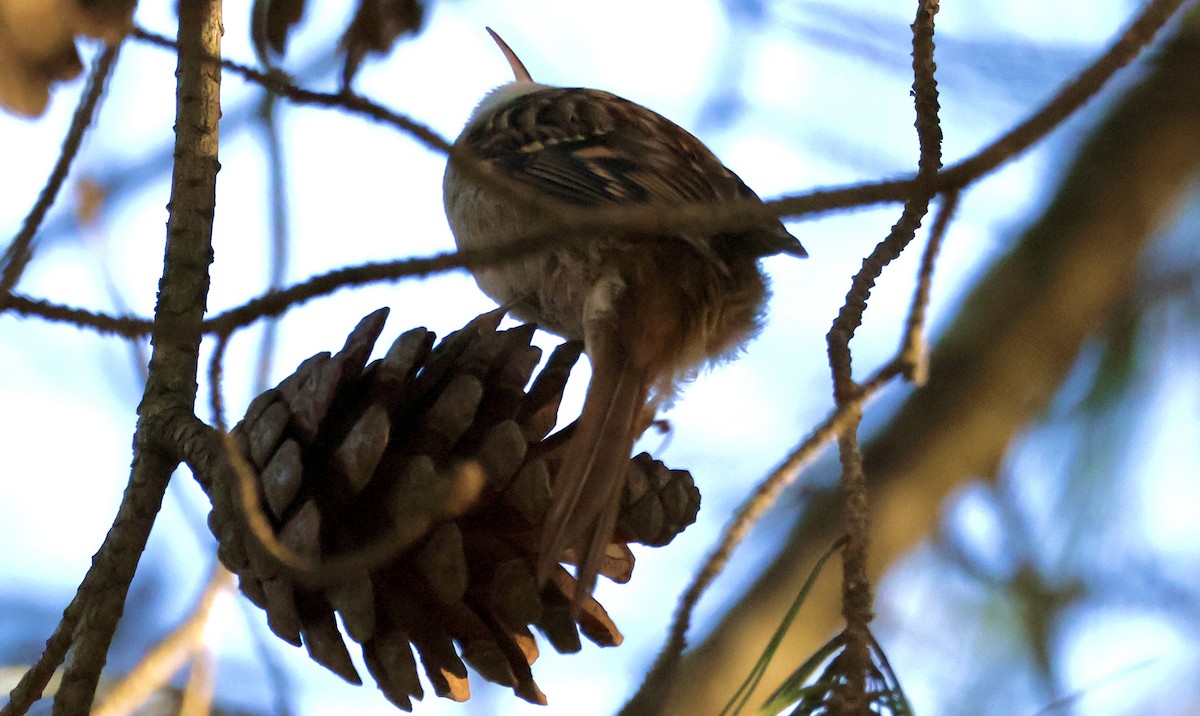 Short-toed Treecreeper - ML645588445