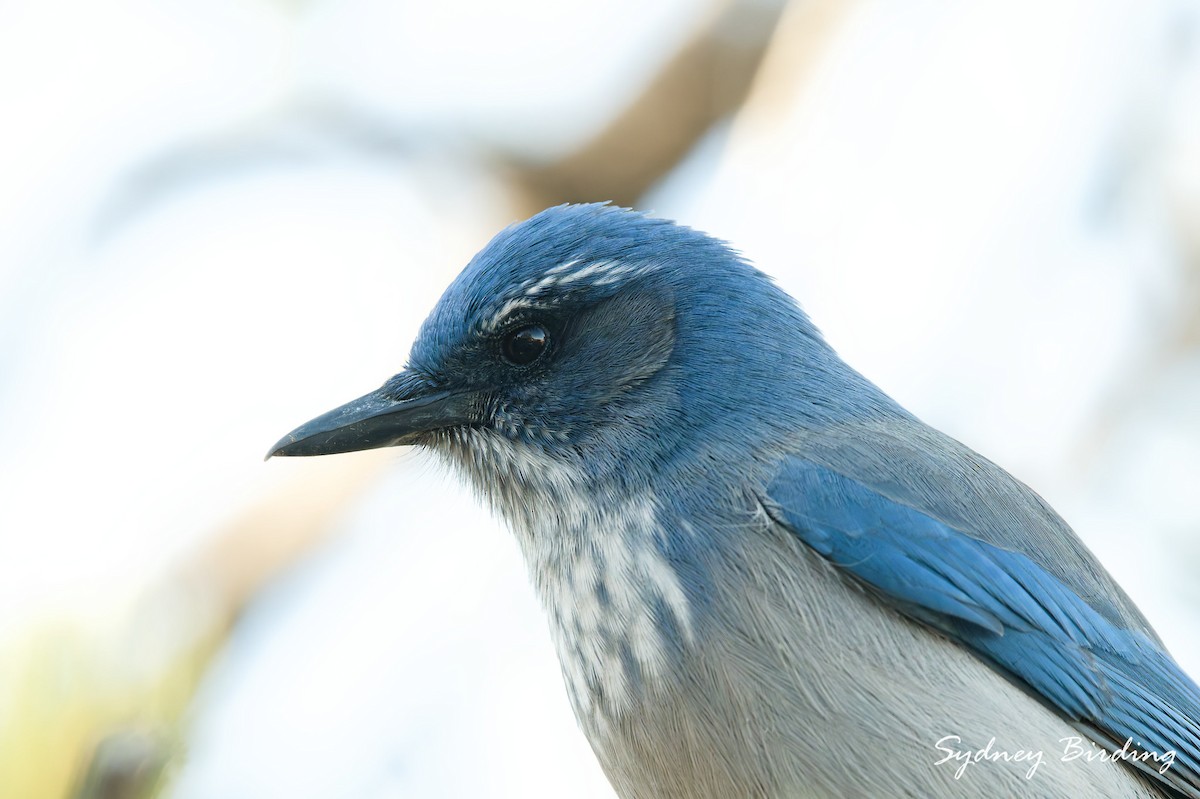 Woodhouse's Scrub-Jay - ML645588447