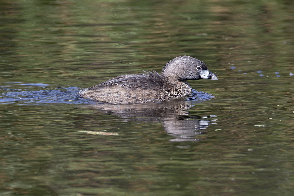 Pied-billed Grebe - ML645588448
