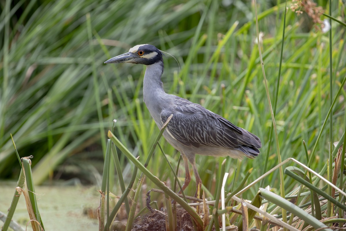Yellow-crowned Night Heron - ML645588449