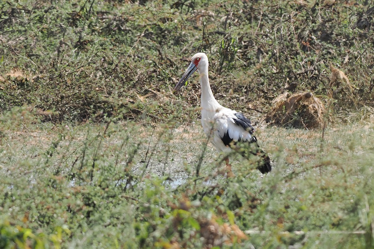 Maguari Stork - ML645588450