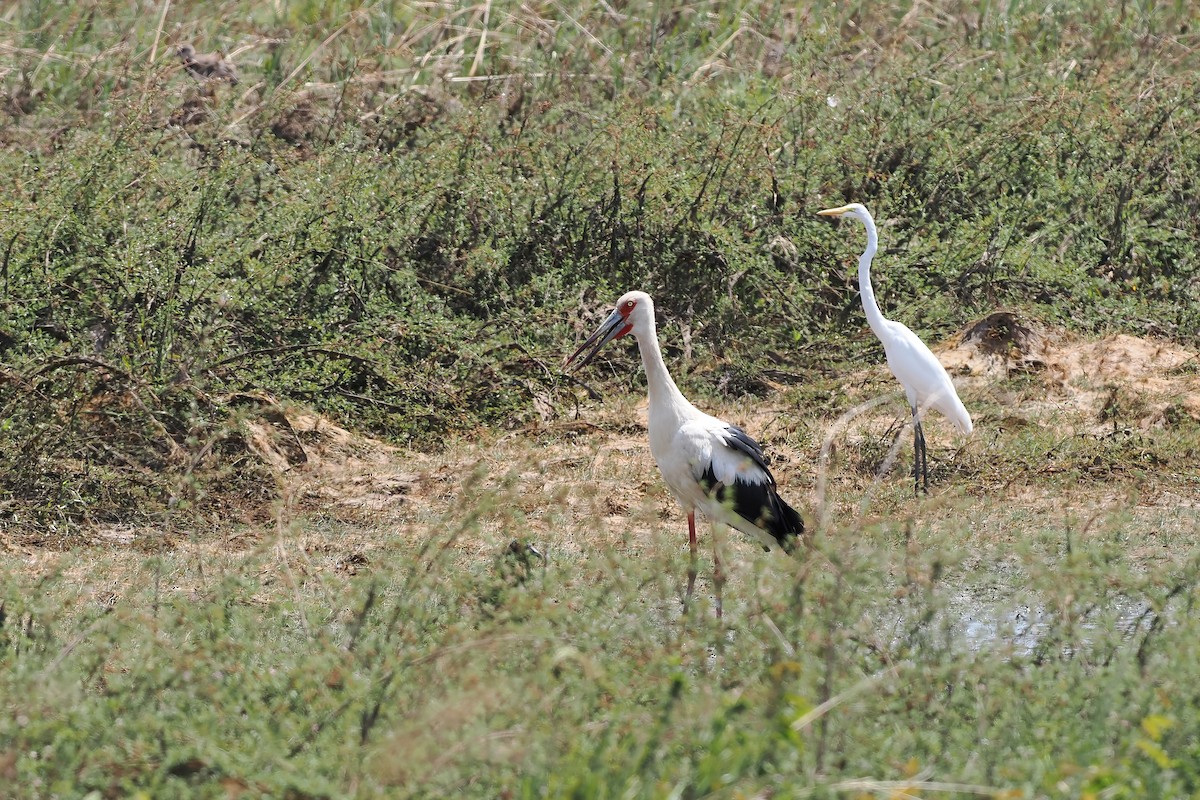 Maguari Stork - ML645588451
