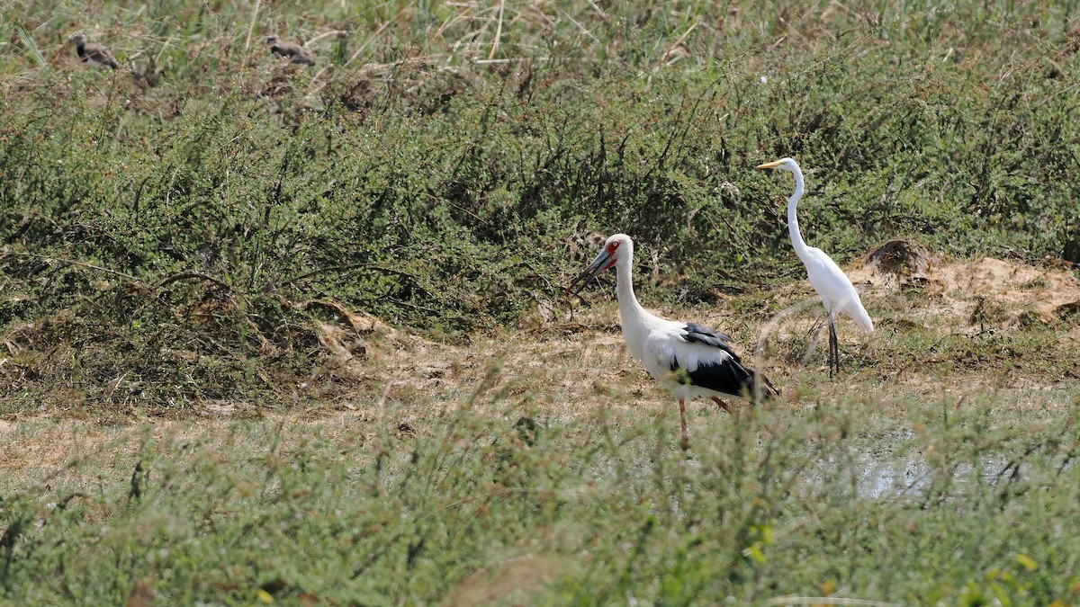 Maguari Stork - ML645588452