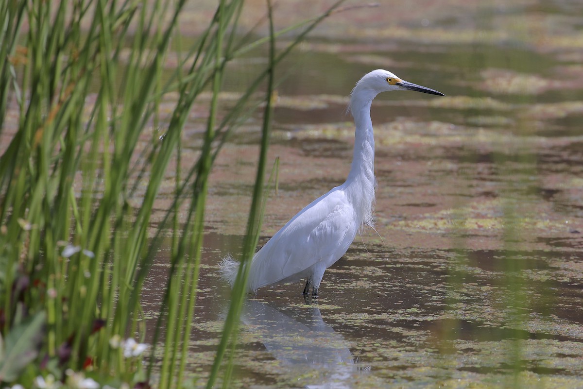 Snowy Egret - ML645588453