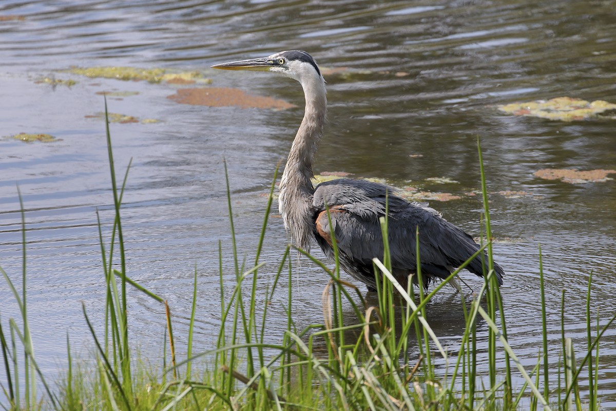Great Blue Heron - ML645588454