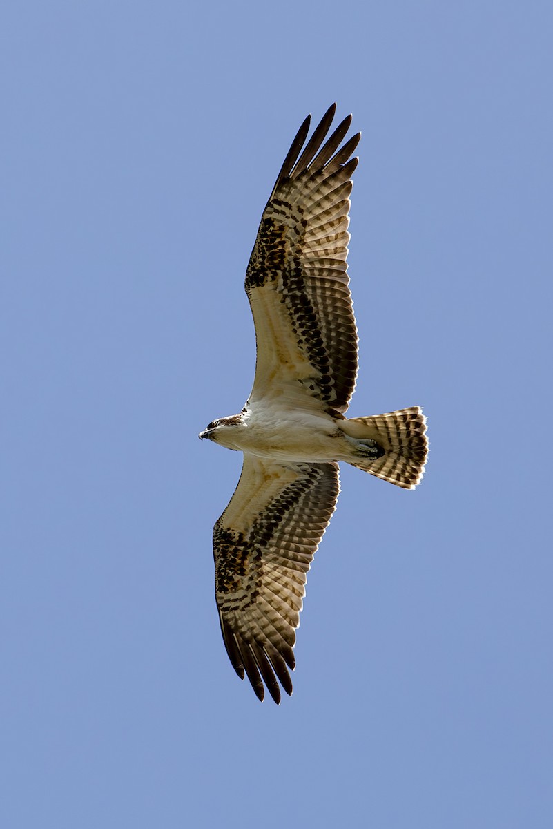 Osprey - ML645588455