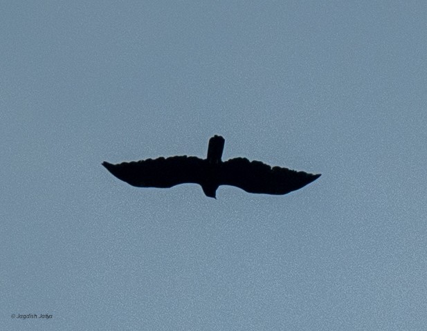 Black Eagle - ML645588458