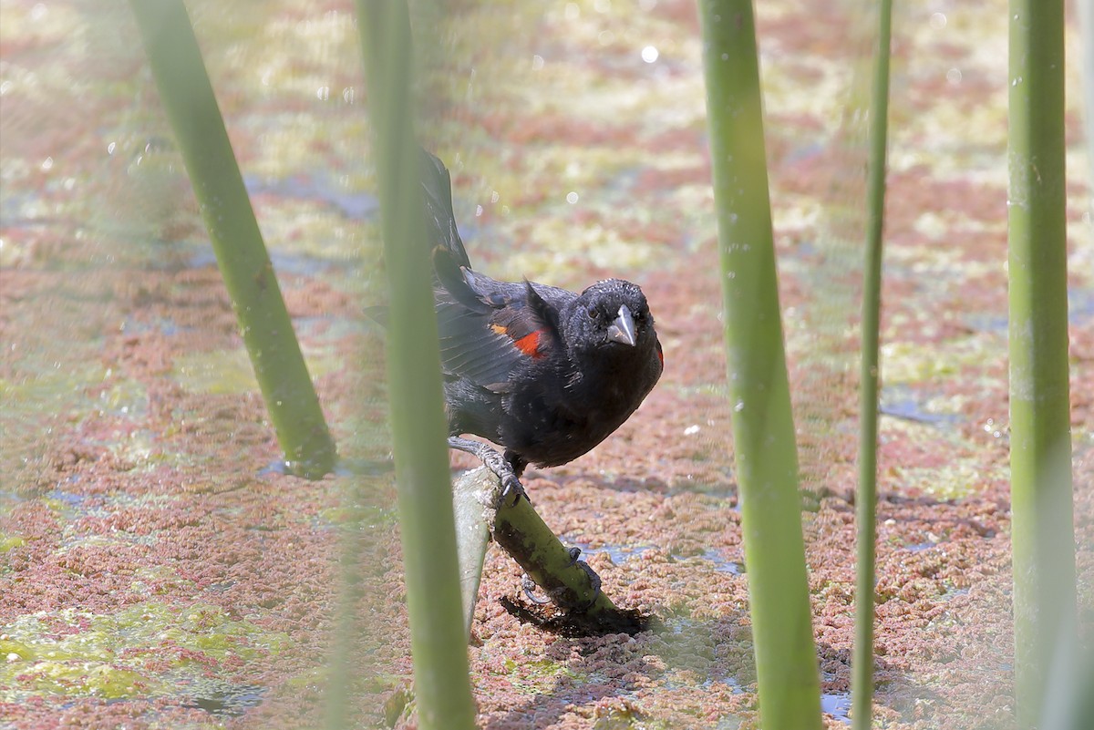 Red-winged Blackbird - ML645588460