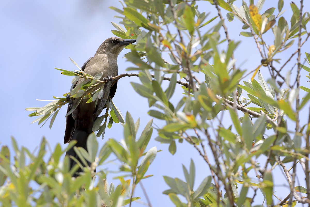 Great-tailed Grackle - ML645588462