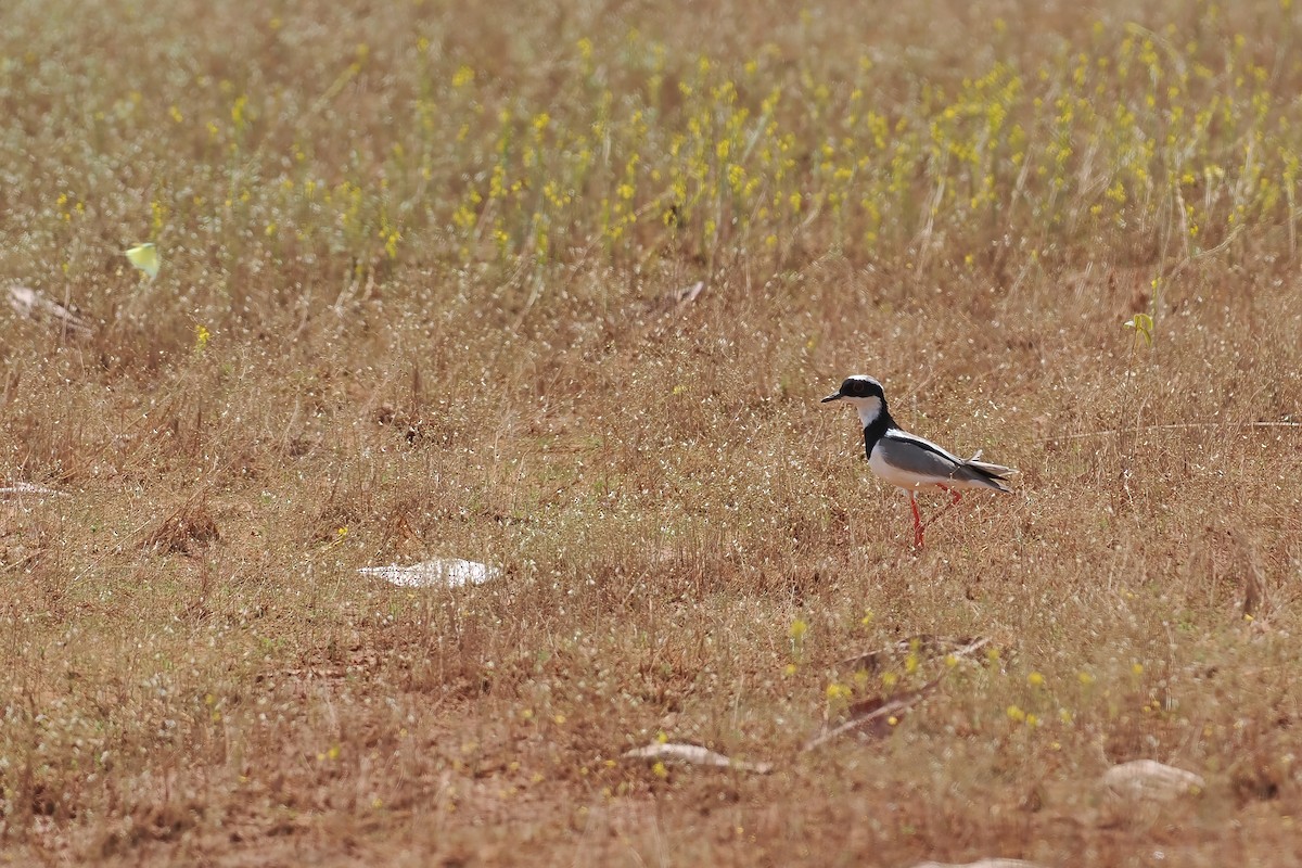 Pied Plover - ML645588463