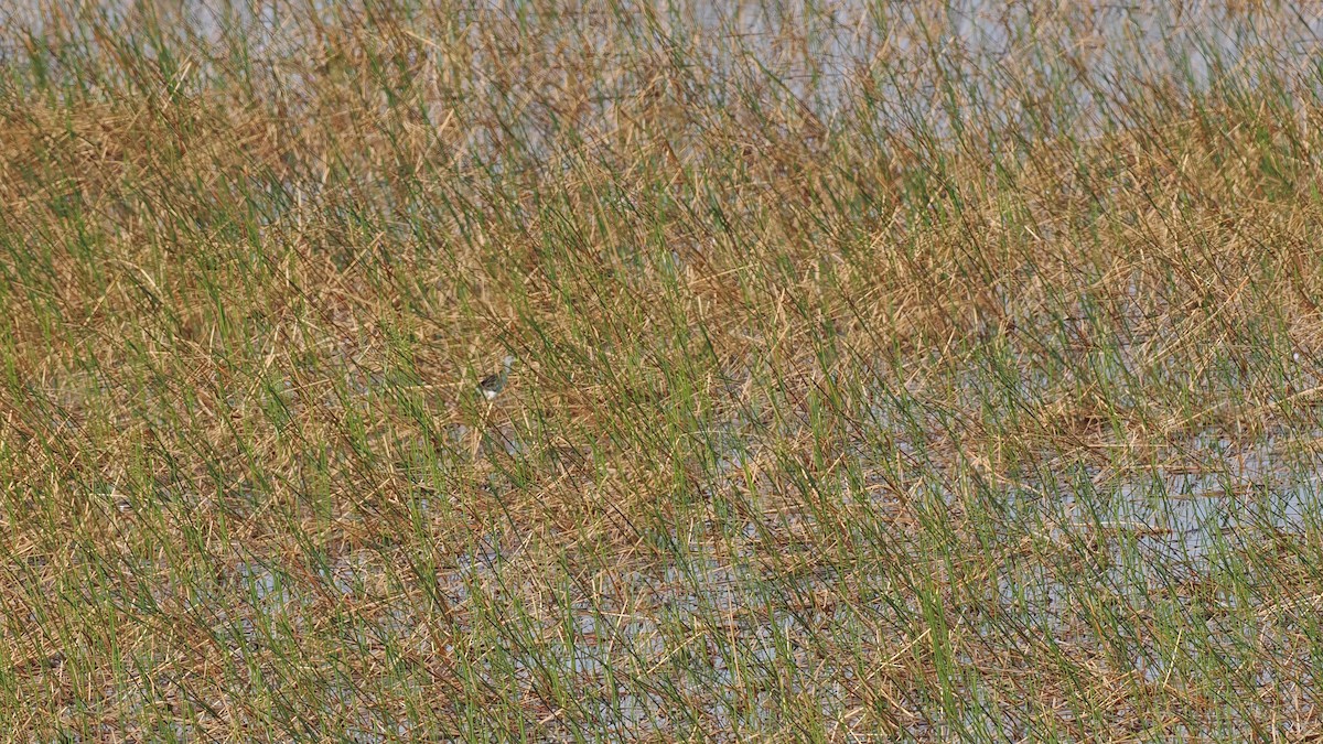 Azure Gallinule - ML645588464