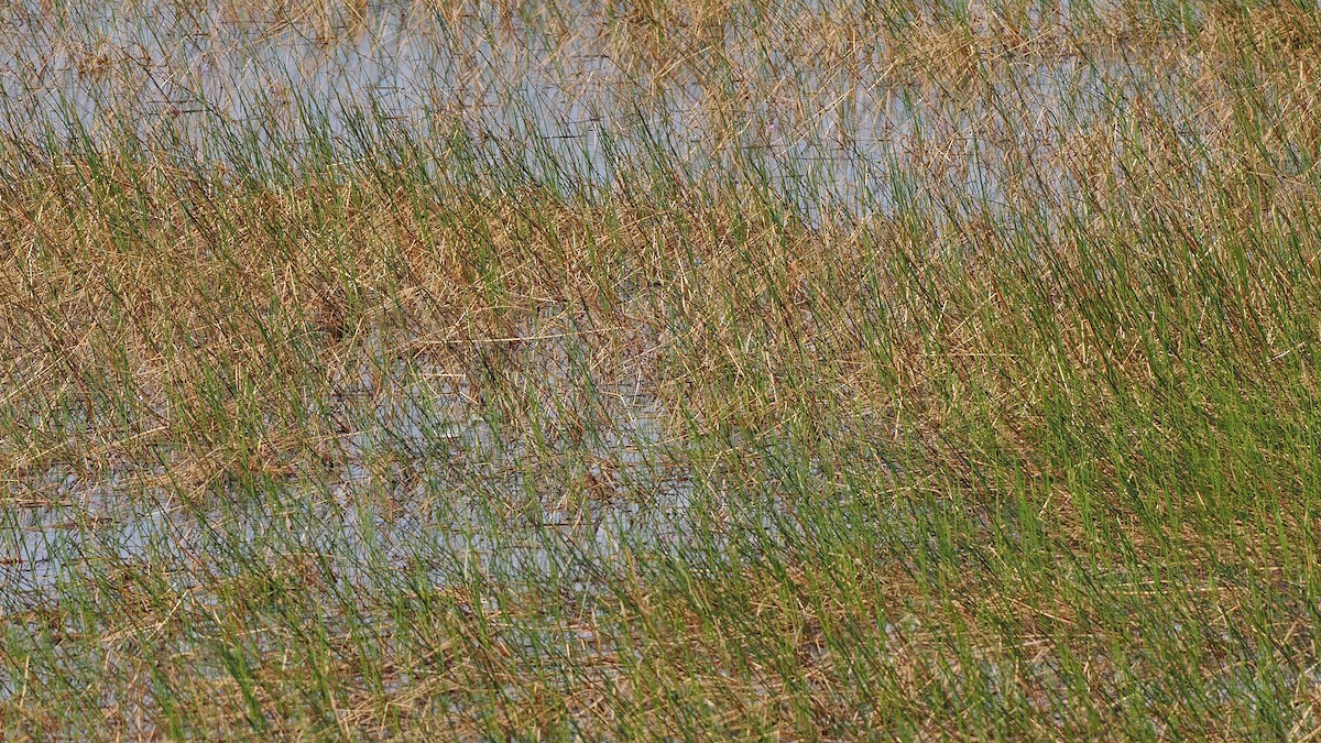 Azure Gallinule - ML645588465