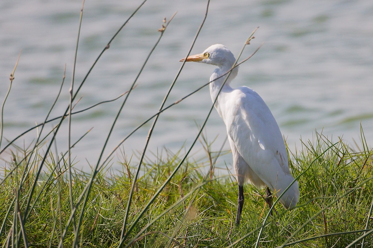 Western Cattle-Egret - ML645588466